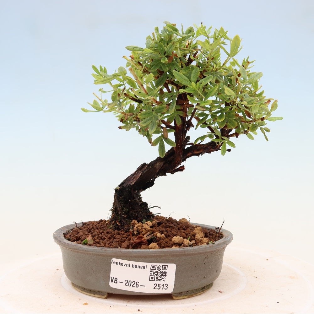 Venkovní bonsai-Mochna křovitá - potentila fruticosa 