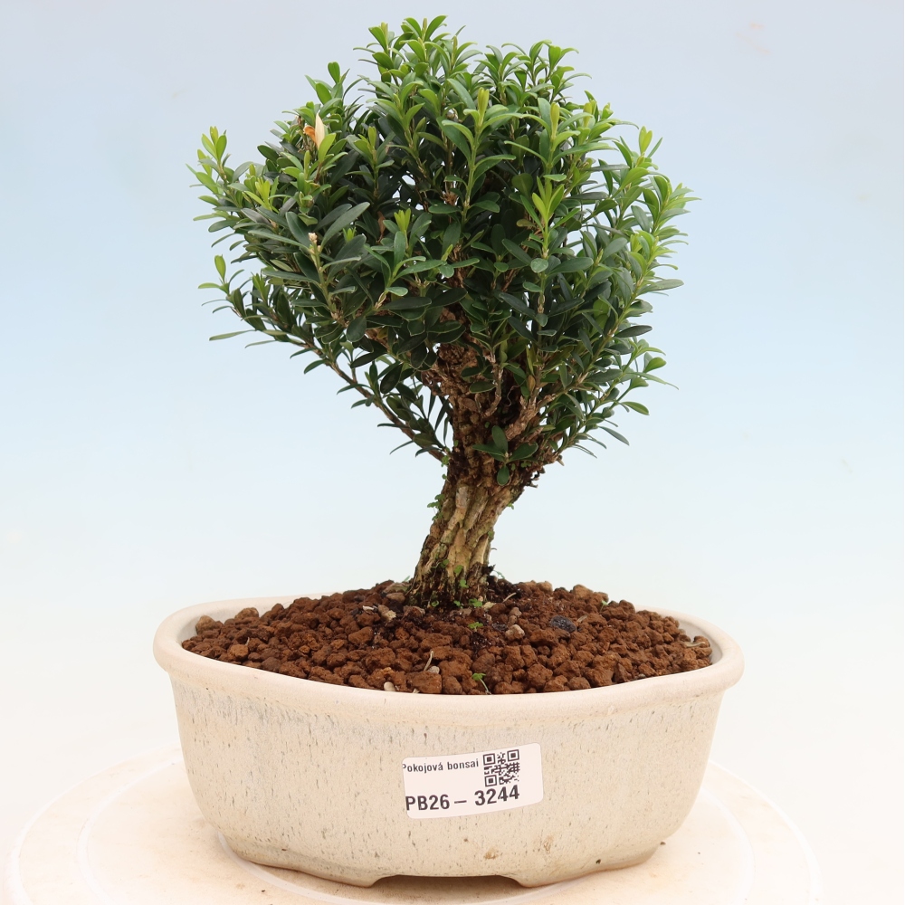 Pokojová bonsai - Buxus harlandii -korkový buxus