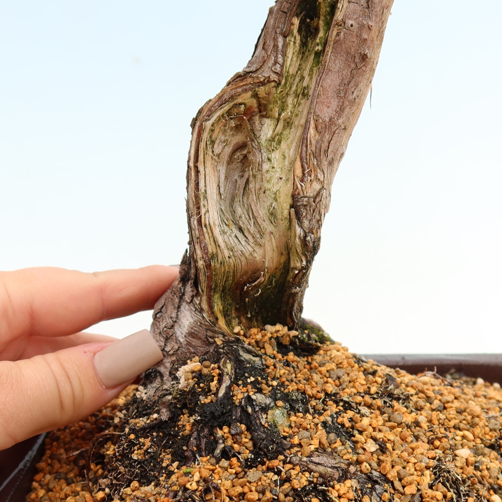Venkovní bonsai - Juniperus chinensis Itoigawa-Jalovec čínský