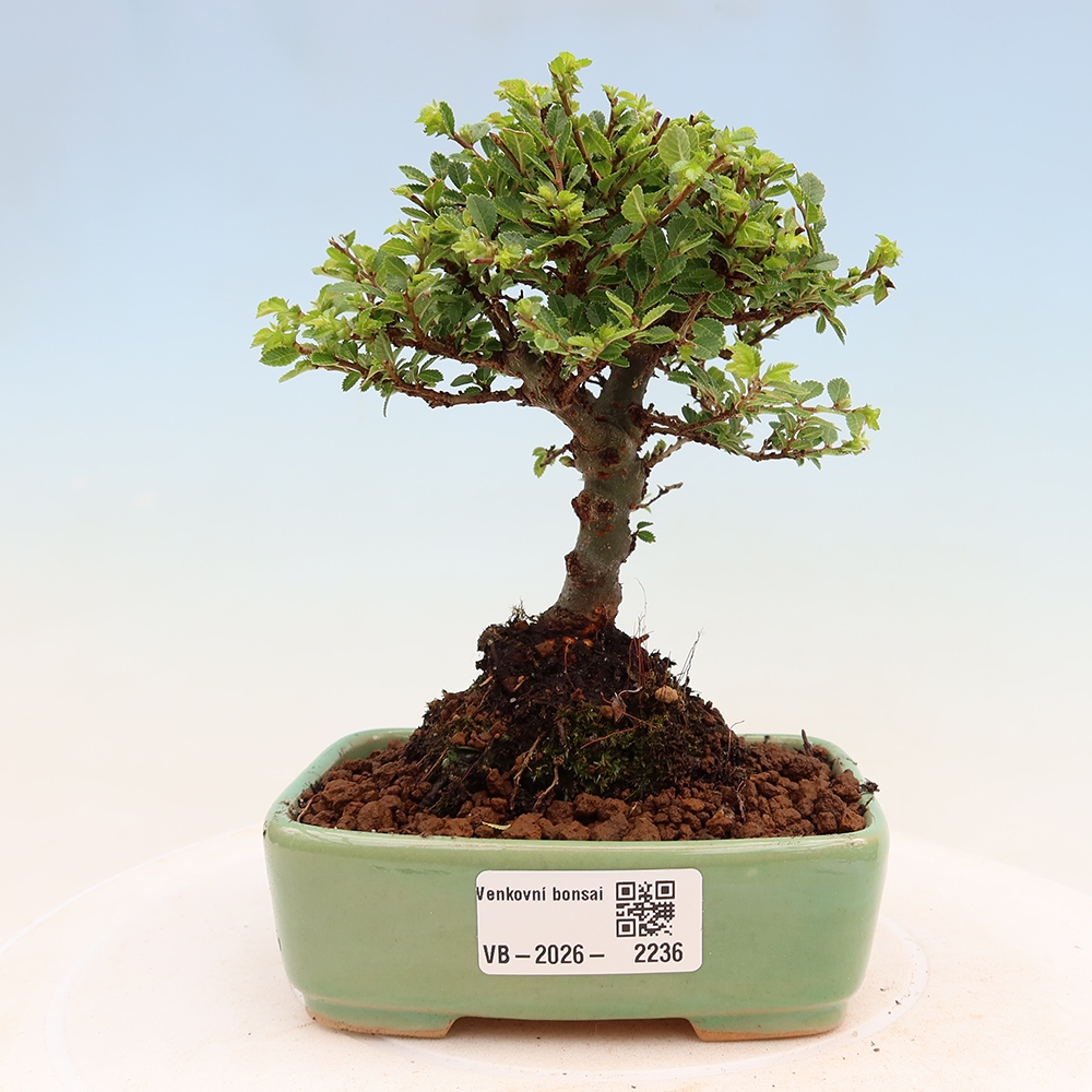 Venkovní bonsai - Ulmus parvifolia Sagei - Malolistý jilm