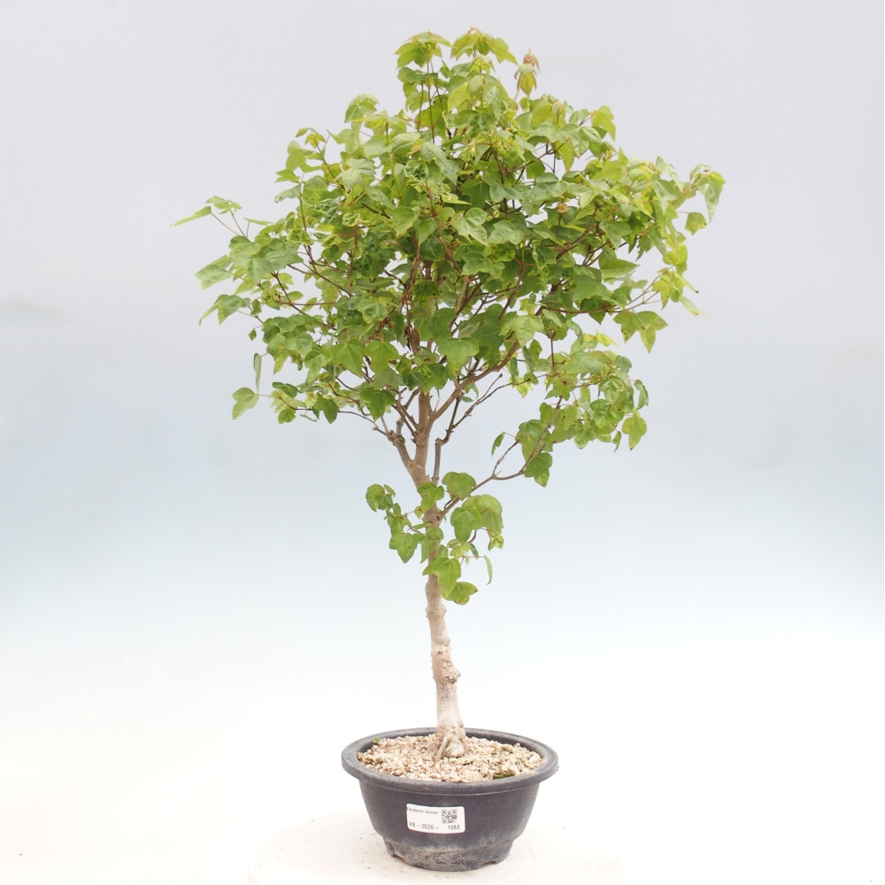 Venkovní bonsai - Acer Buergerianum - Javor Burgerův