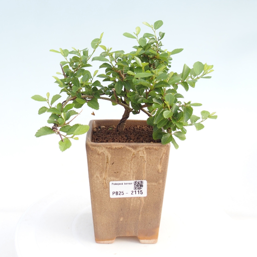 Pokojová bonsai - Grewia occidentalis - Hvězdice levandulová