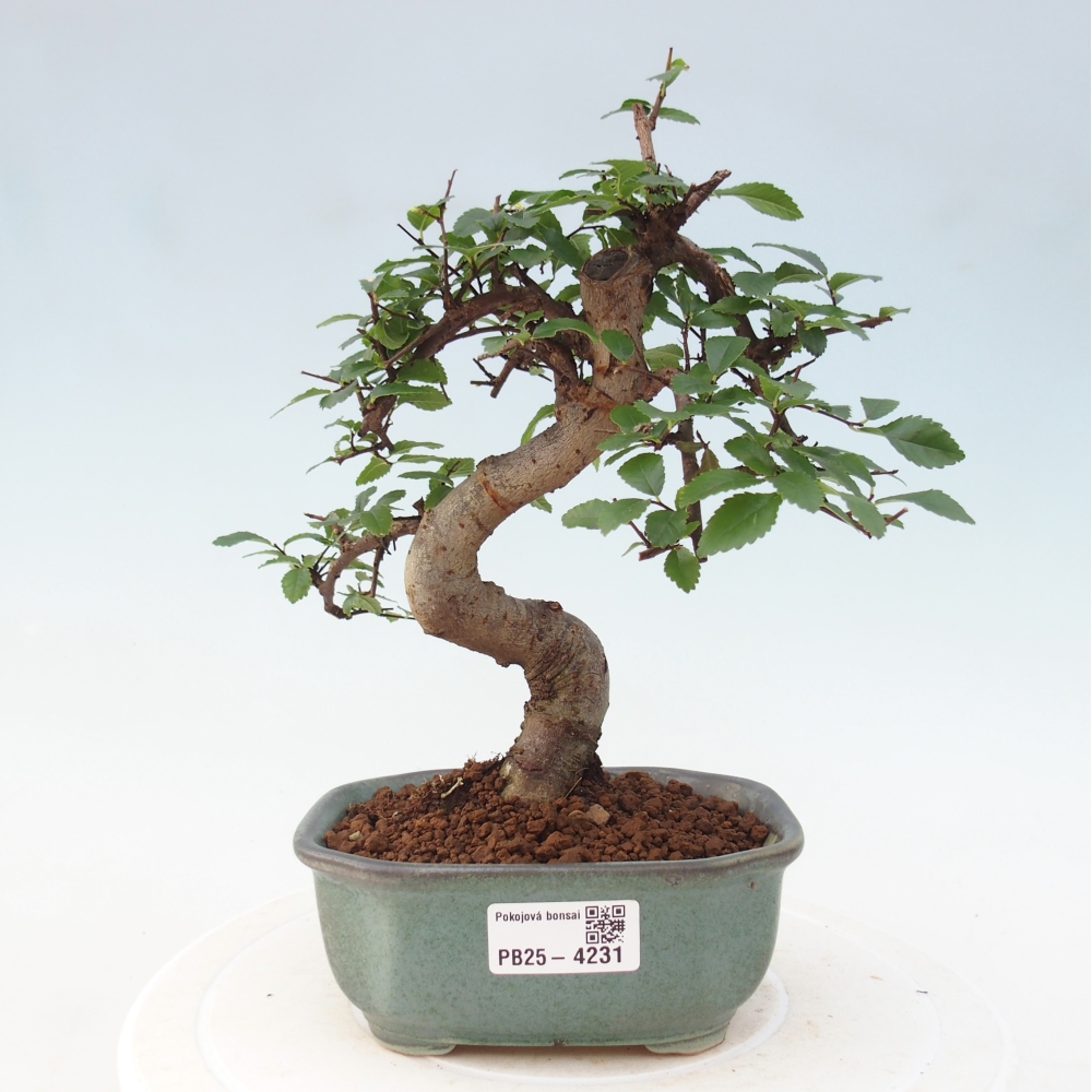 Pokojová bonsai - Ulmus parvifolia - Malolistý jilm