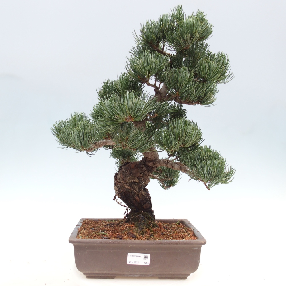 Venkovní bonsai - Pinus parviflora - Borovice drobnokvětá