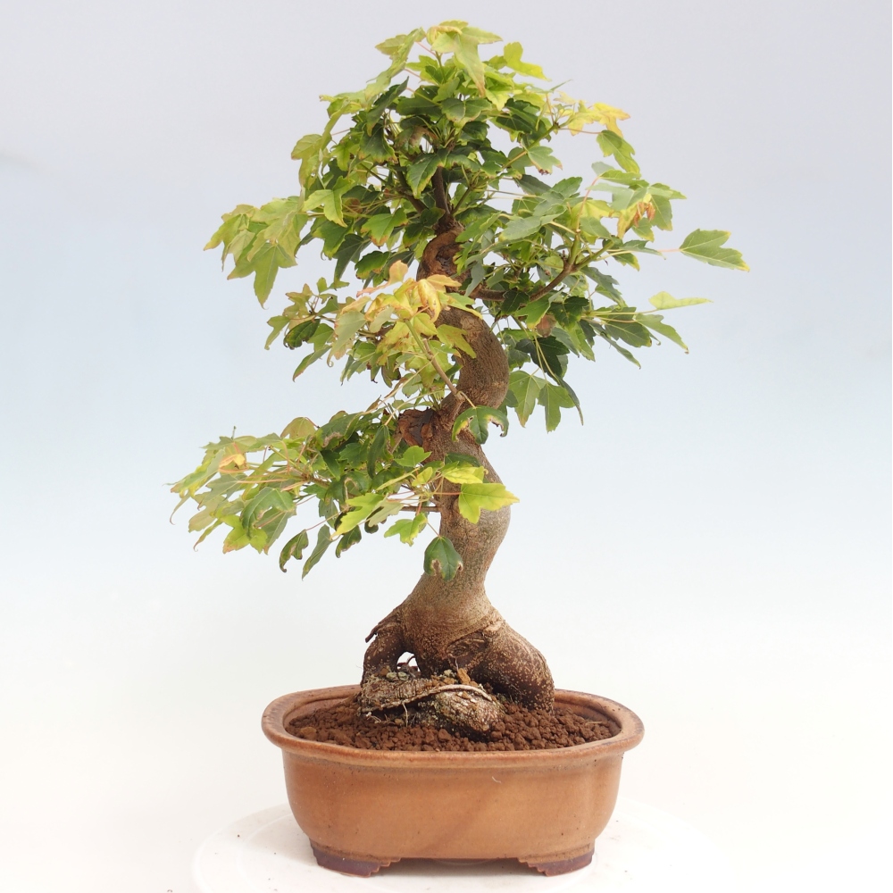 Venkovní bonsai - Acer Buergerianum - Javor Burgerův