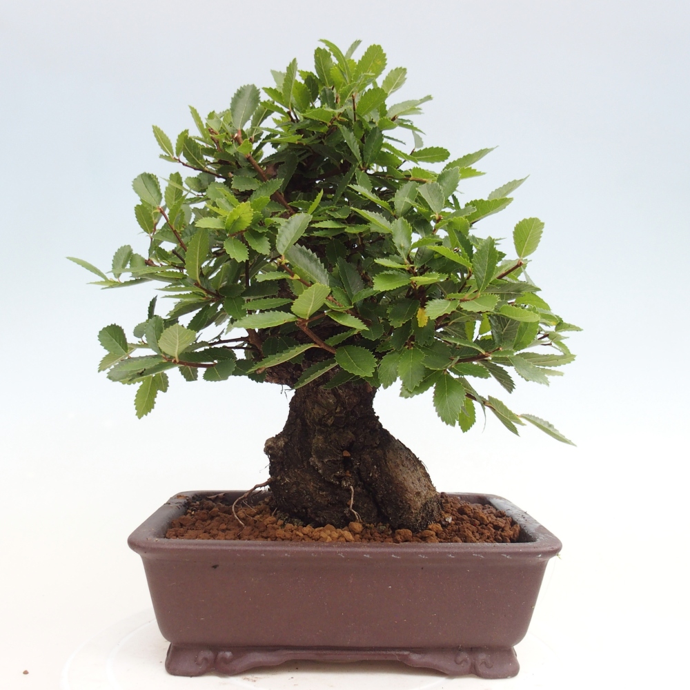 Venkovní bonsai - Zelkova - Zelkova NIRE
