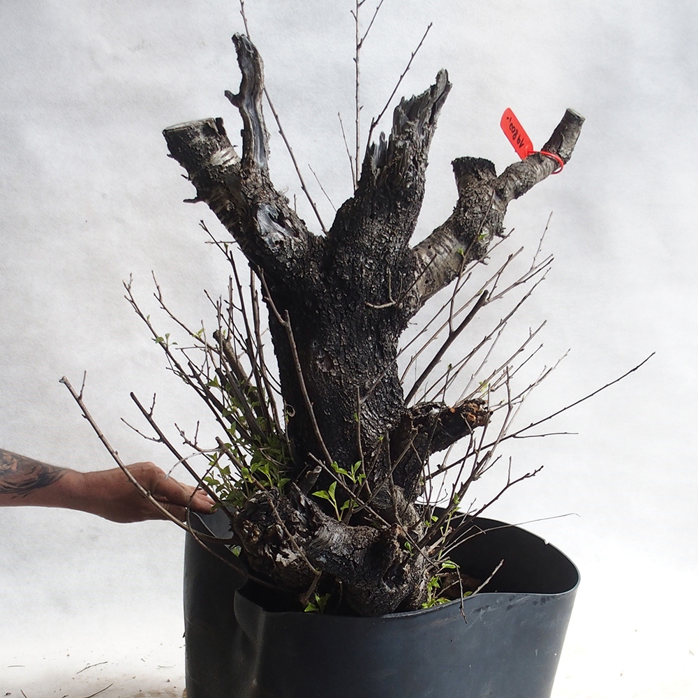 Venkovní bonsai -Mahalebka - Prunus mahaleb