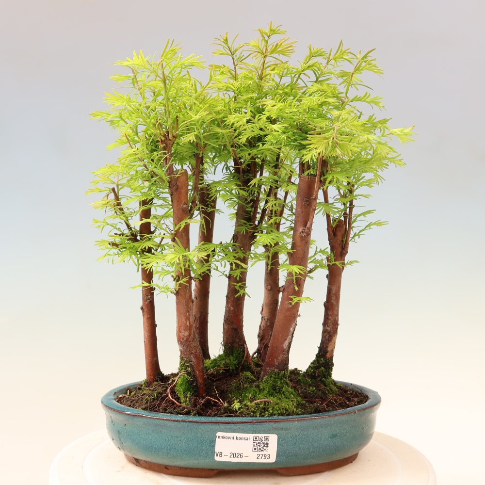 Venkovní bonsai - Metasequoia glyptostroboides - Metasekvoje čínská - lesík