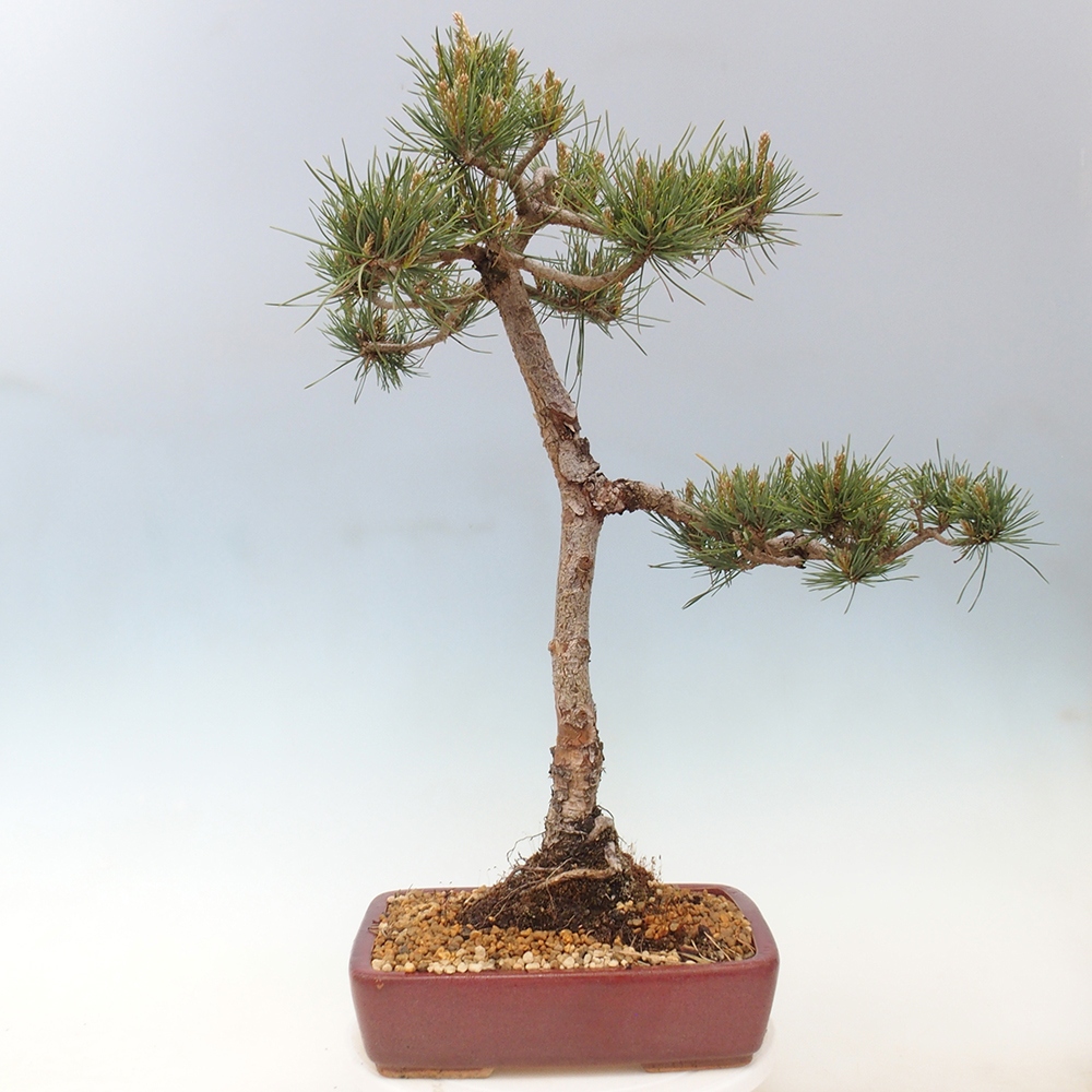 Venkovní bonsai - Pinus Sylvestris Watererri - Borovice lesní