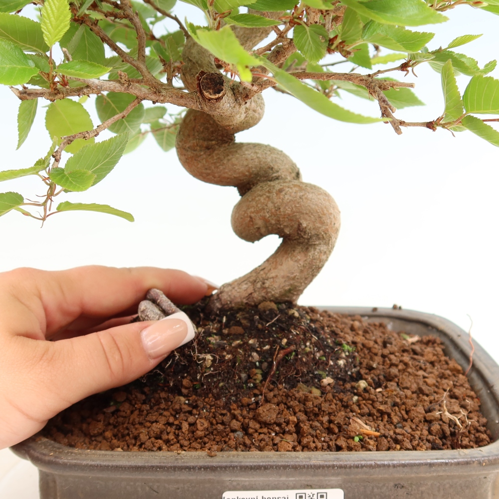Venkovní bonsai -Carpinus coreana - Habr korejský