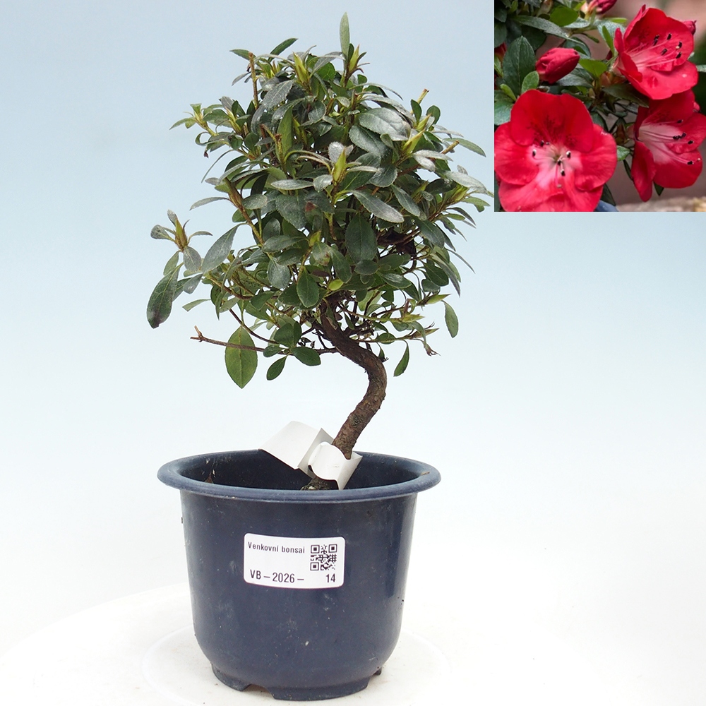 Venkovní bonsai - Japonská azalka - Azalea Benibeni