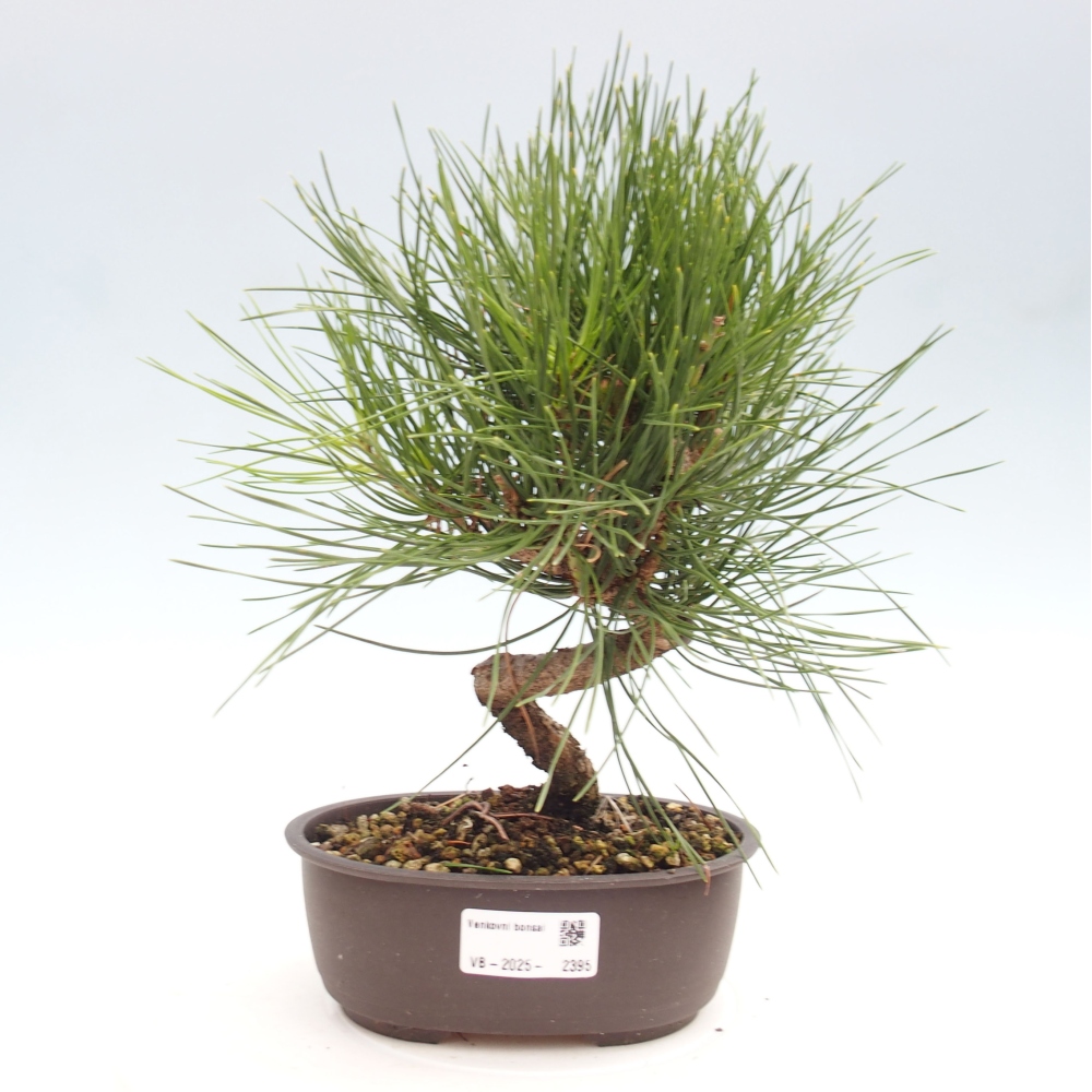 Venkovní bonsai - Pinus thunbergii - Borovice thunbergova