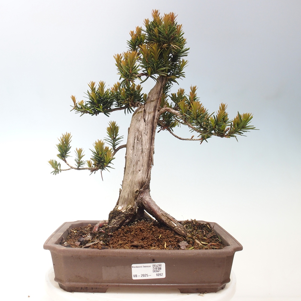 Venkovní bonsai - Taxus cuspidata  - Tis japonský