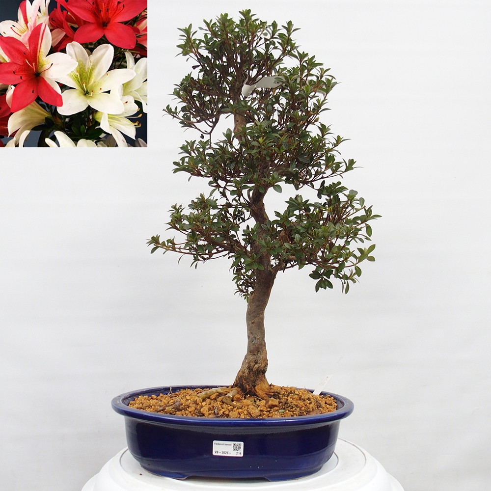 Venkovní bonsai - Japonská azalka - Azalea Hanatsuzuri