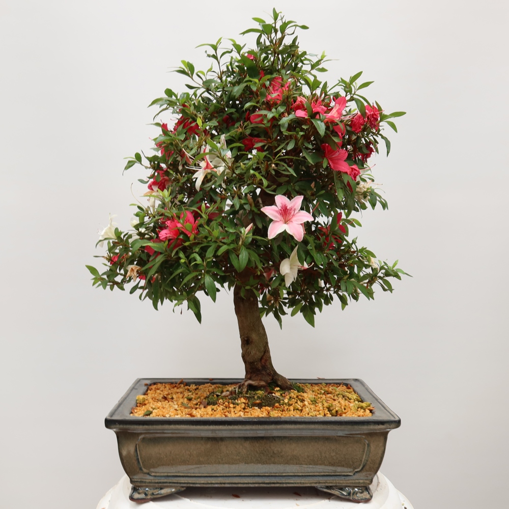 Venkovní bonsai - Japonská azalka - Azalea satsuki