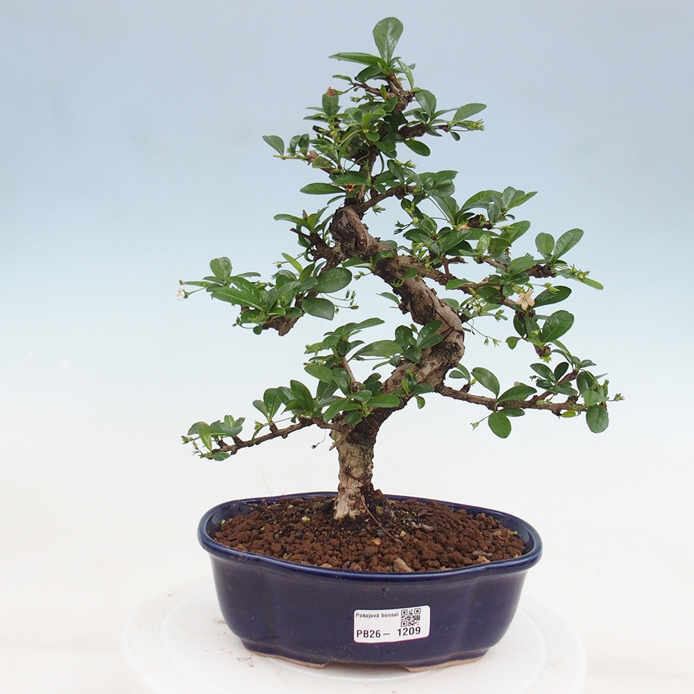 Pokojová bonsai - Carmona macrophylla - Čaj fuki