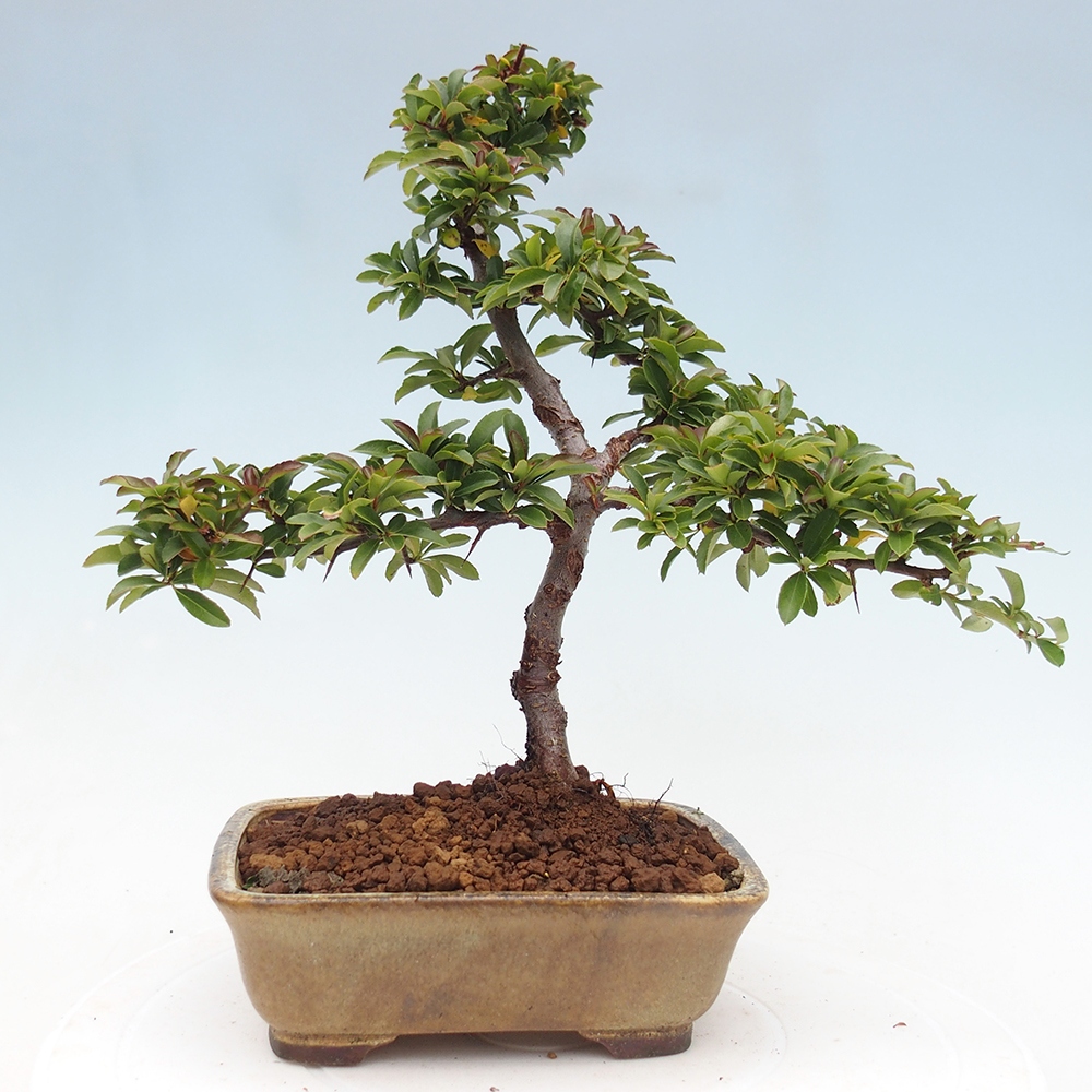 Venkovní bonsai-Pyracanta Teton -Hlohyně