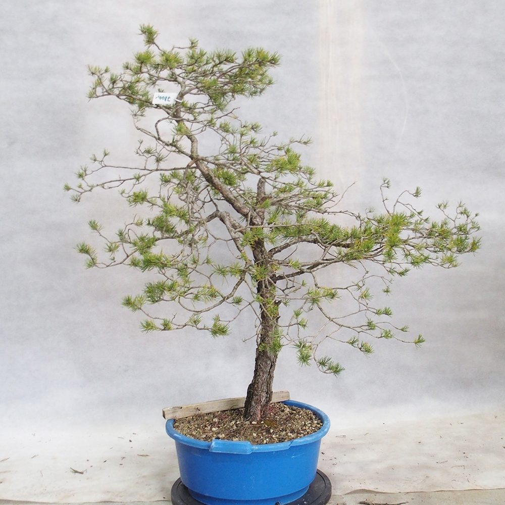 Yamadori - Pinus sylvestris 
