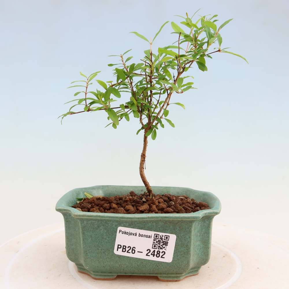Pokojová bonsai-PUNICA granatum nana-Granátové jablko