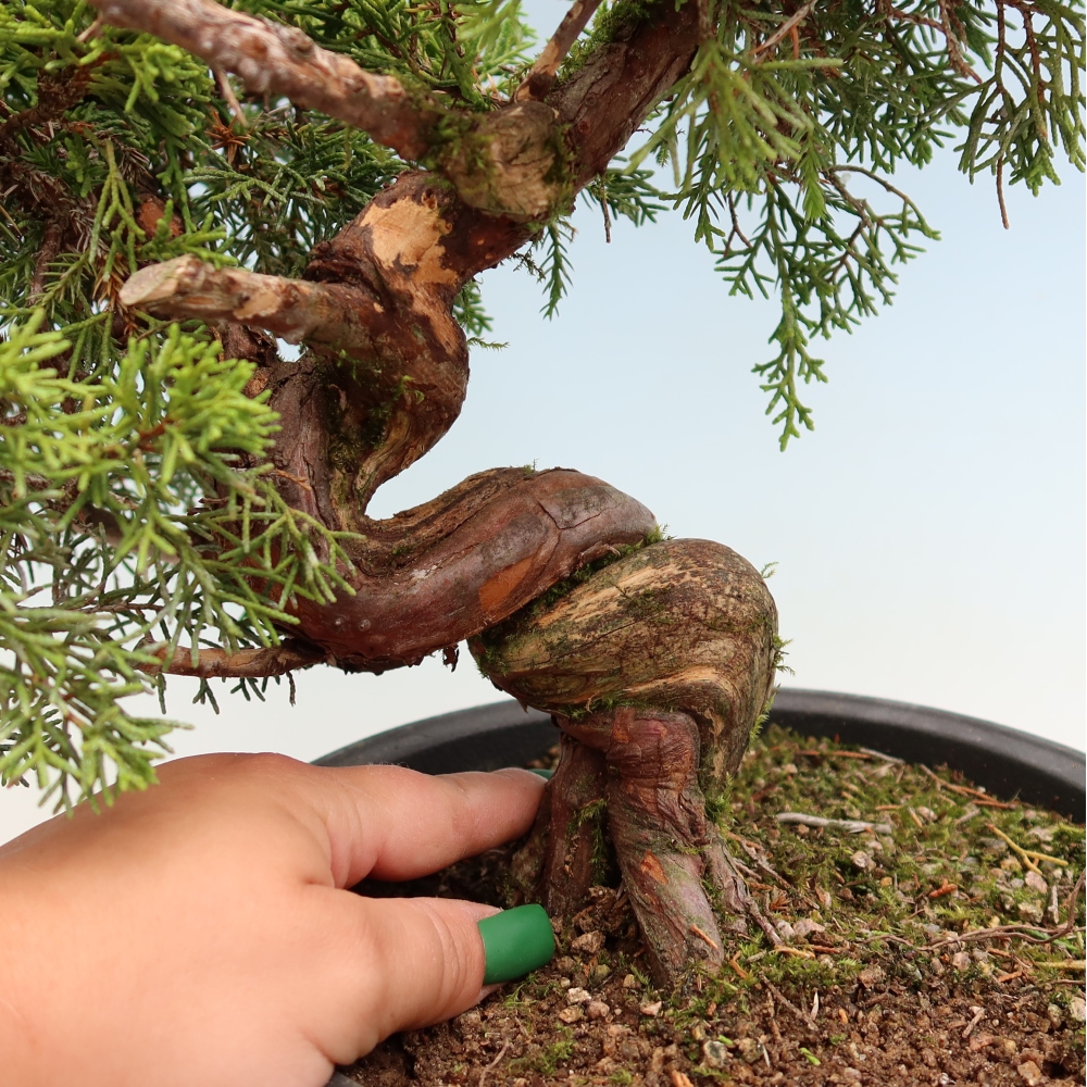 Venkovní bonsai - Juniperus chinensis Itoigawa-Jalovec čínský