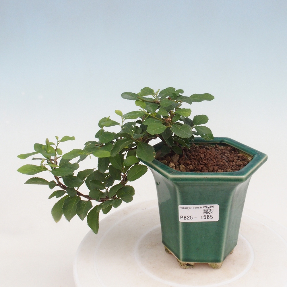 Pokojová bonsai - Grewia occidentalis - Hvězdice levandulová