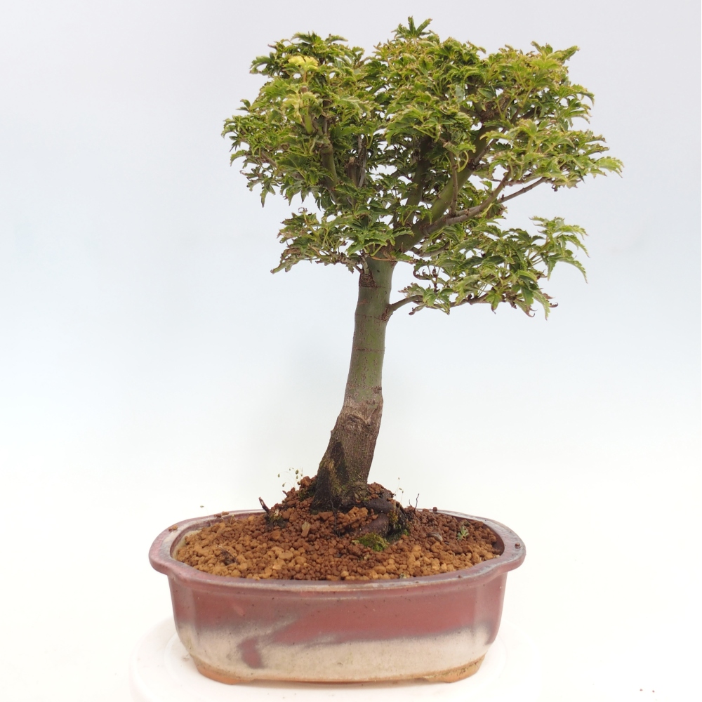 Venkovní bonsai -Javor dlanitolistý Acer palmatum Shishigashira