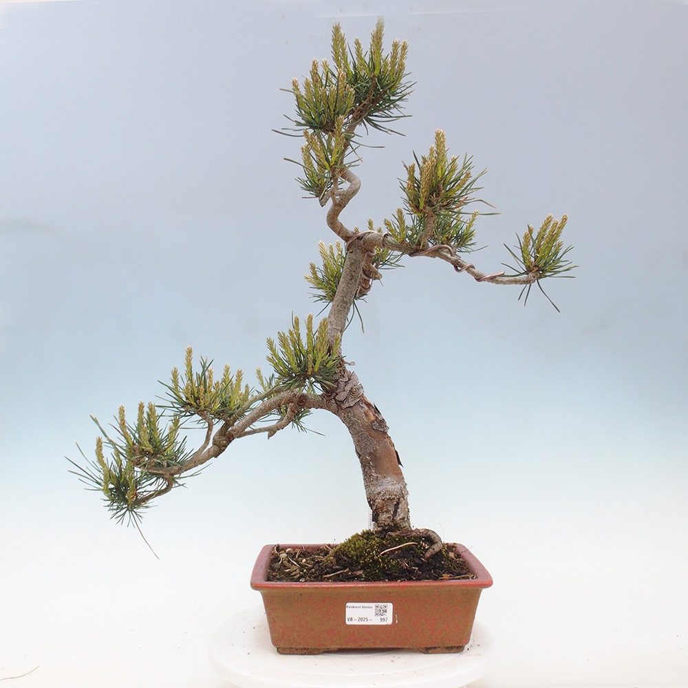 Venkovní bonsai - Pinus Sylvestris Watererri - Borovice lesní