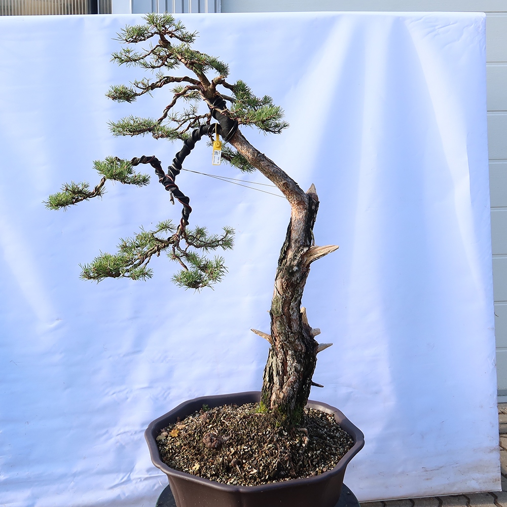 Pinus sylvestris Španělsko - borovice lesní