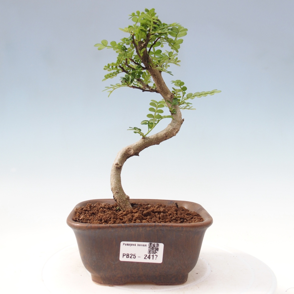 Pokojová bonsai - Zantoxylum piperitum - pepřovník