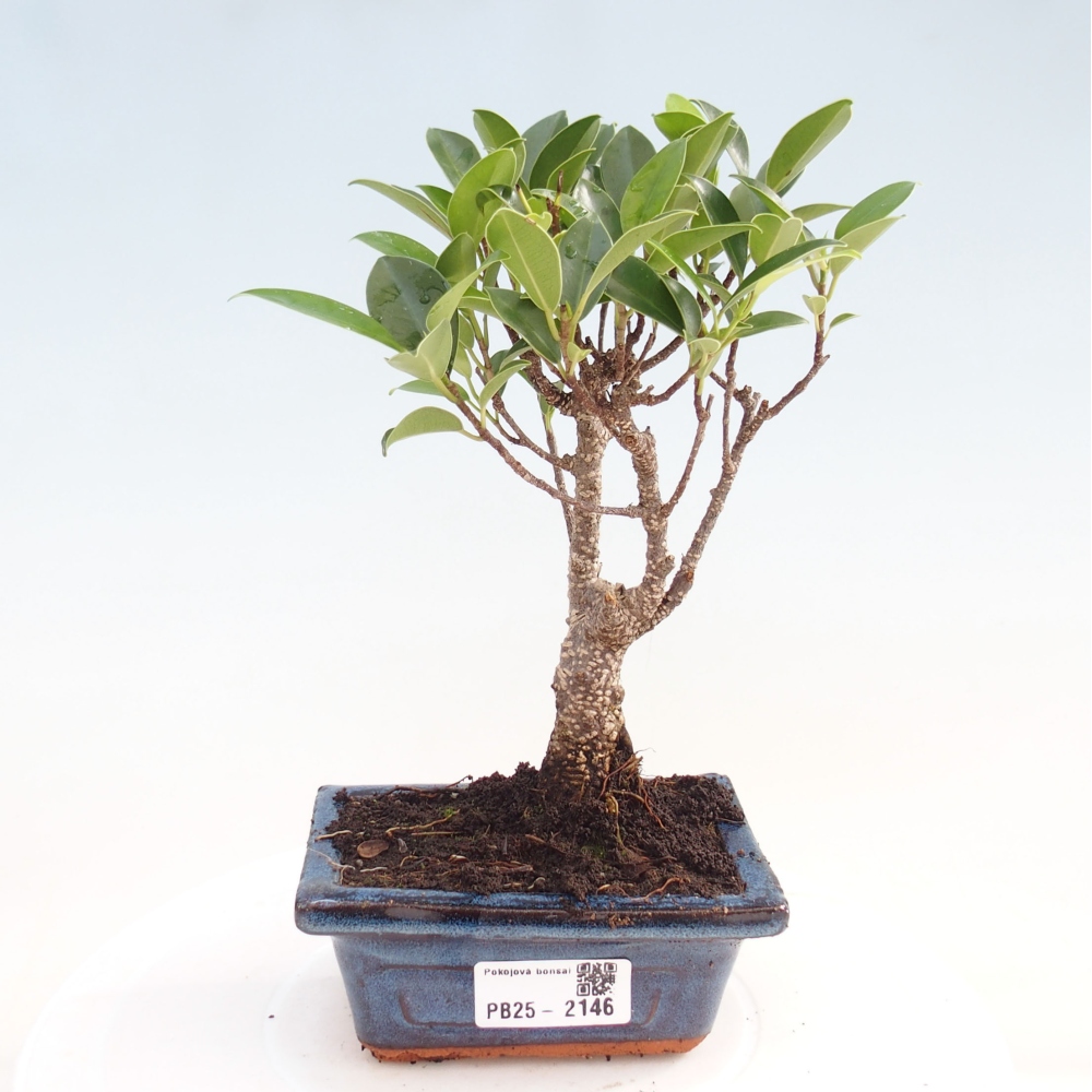 Pokojová bonsai Ficus retusa kimmen