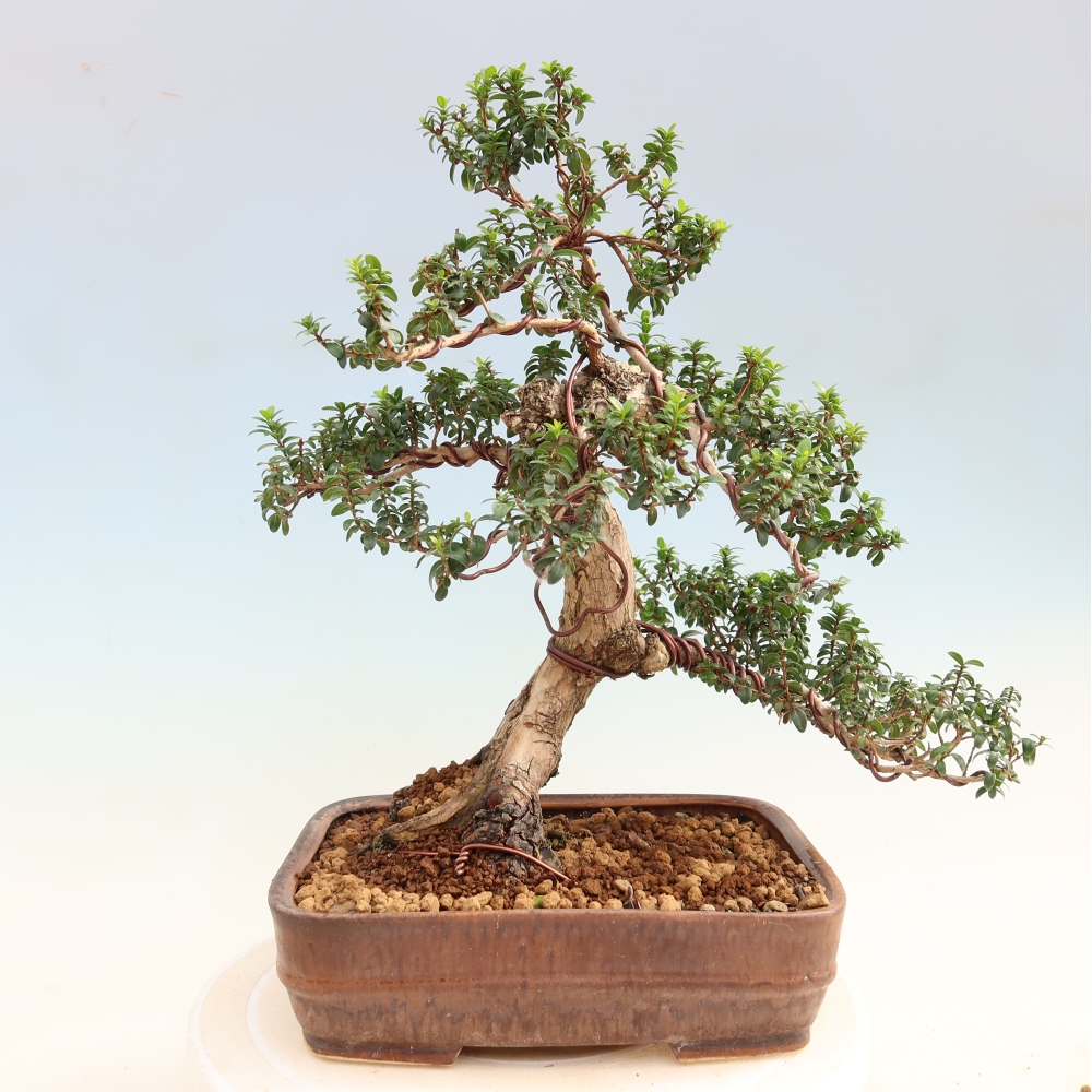 Pokojová bonsai - Myrtus communis - Myrta obecná