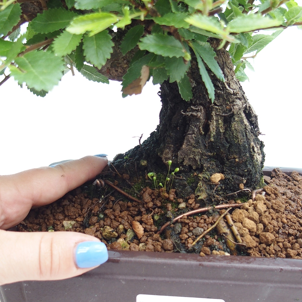 Venkovní bonsai - Zelkova - Zelkova NIRE