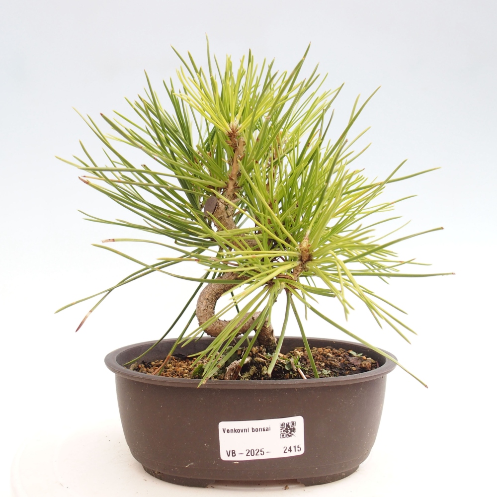Venkovní bonsai - Pinus thunbergii - Borovice thunbergova