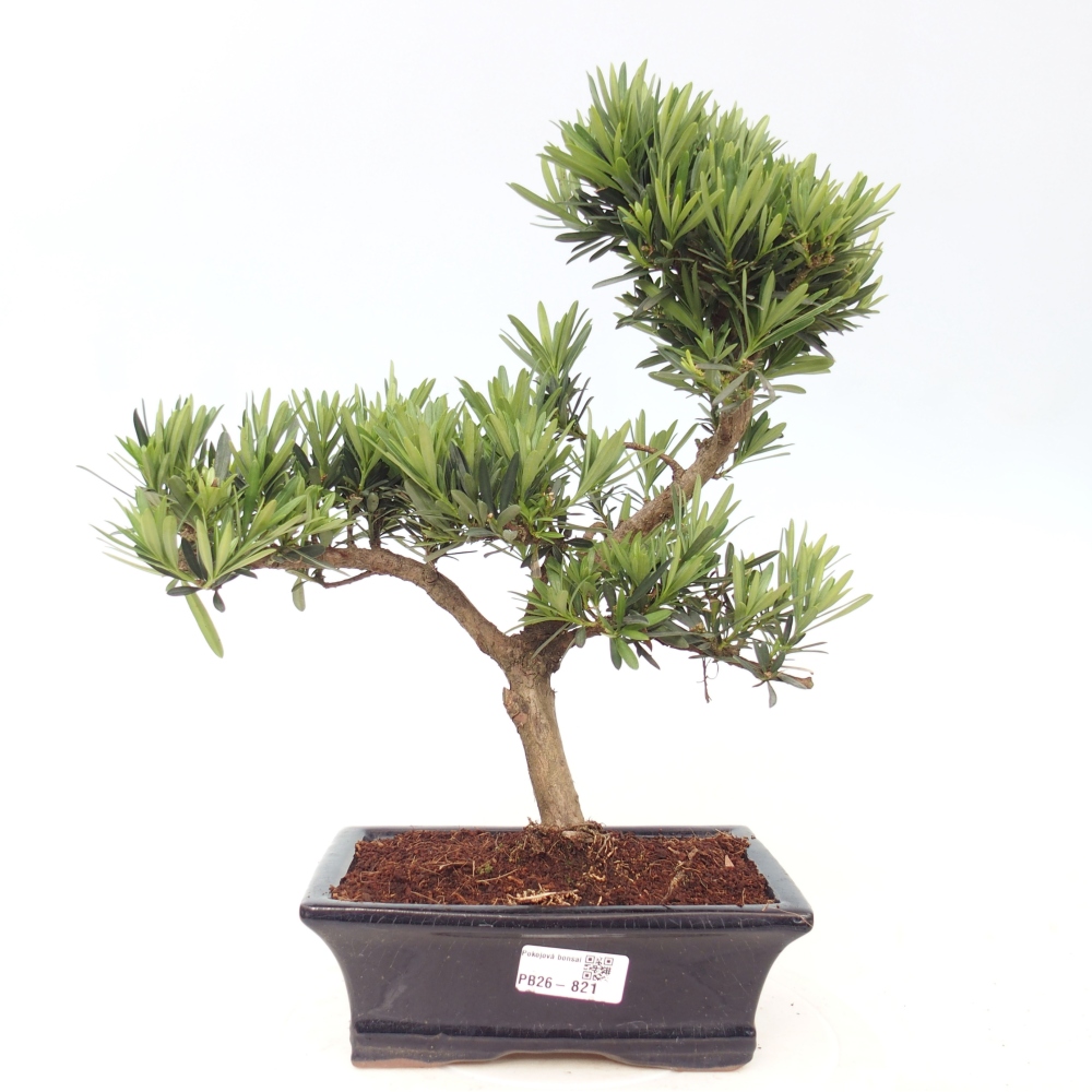 Pokojová bonsai - Podocarpus - Kamenný tis