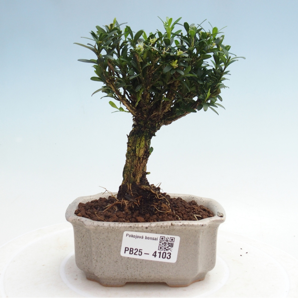 Pokojová bonsai - Buxus harlandii -korkový buxus
