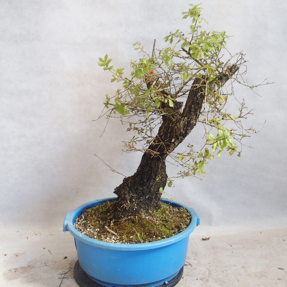 Venkovní bonsai Quercus Cerris - Dub Cer