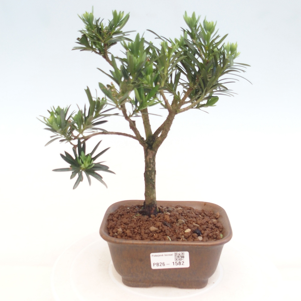 Pokojová bonsai - Podocarpus - Kamenný tis