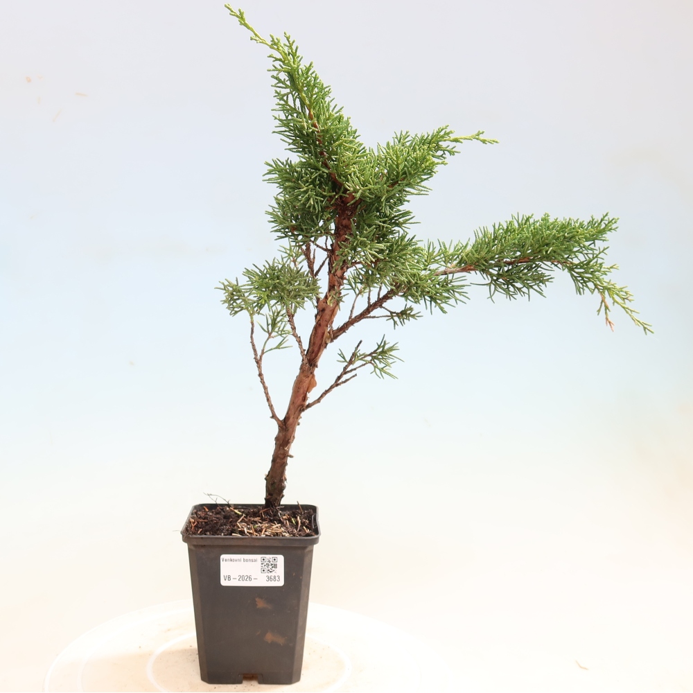 Venkovní bonsai - Juniperus chinensis Kishu -Jalovec čínský