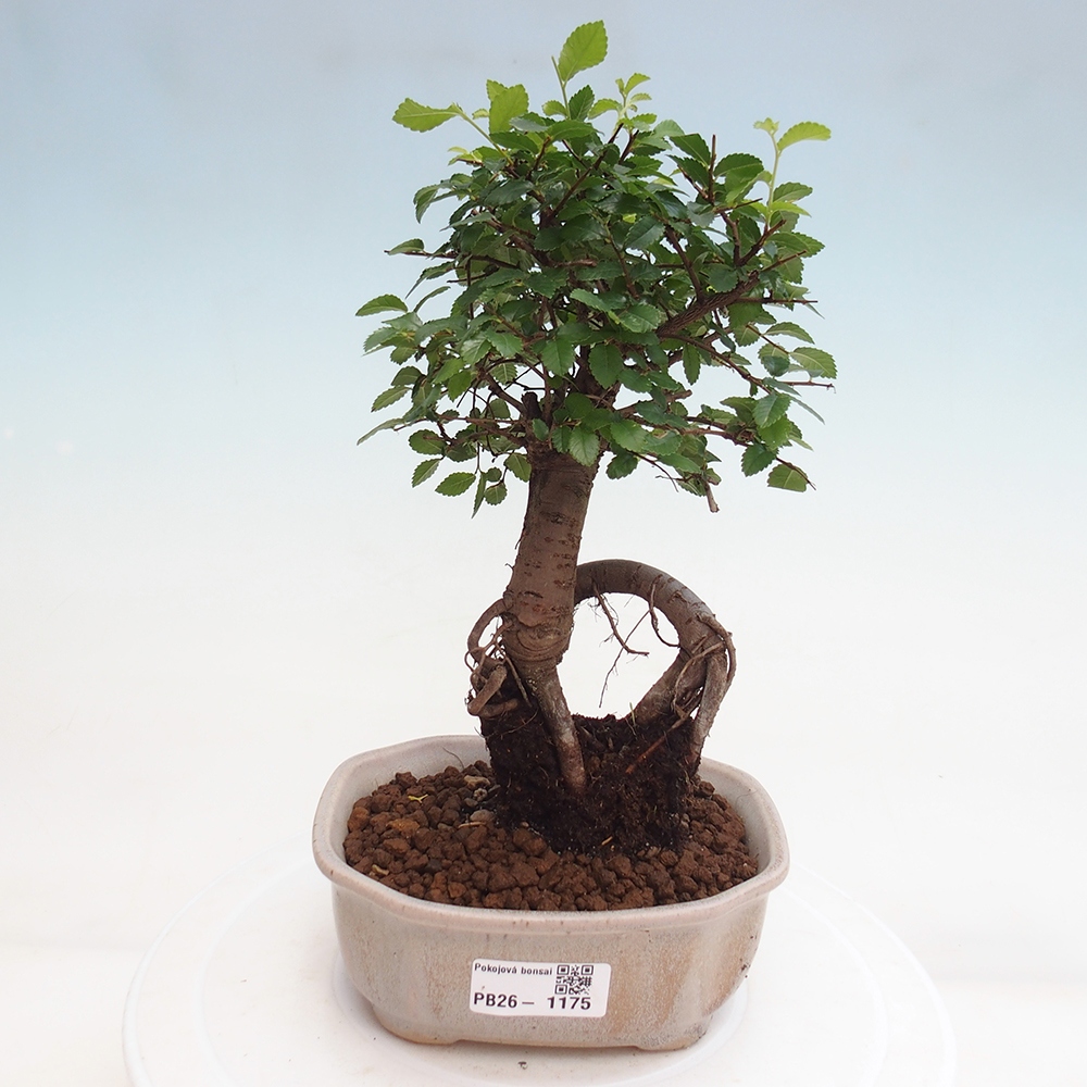 Pokojová bonsai - Ulmus parvifolia - Malolistý jilm