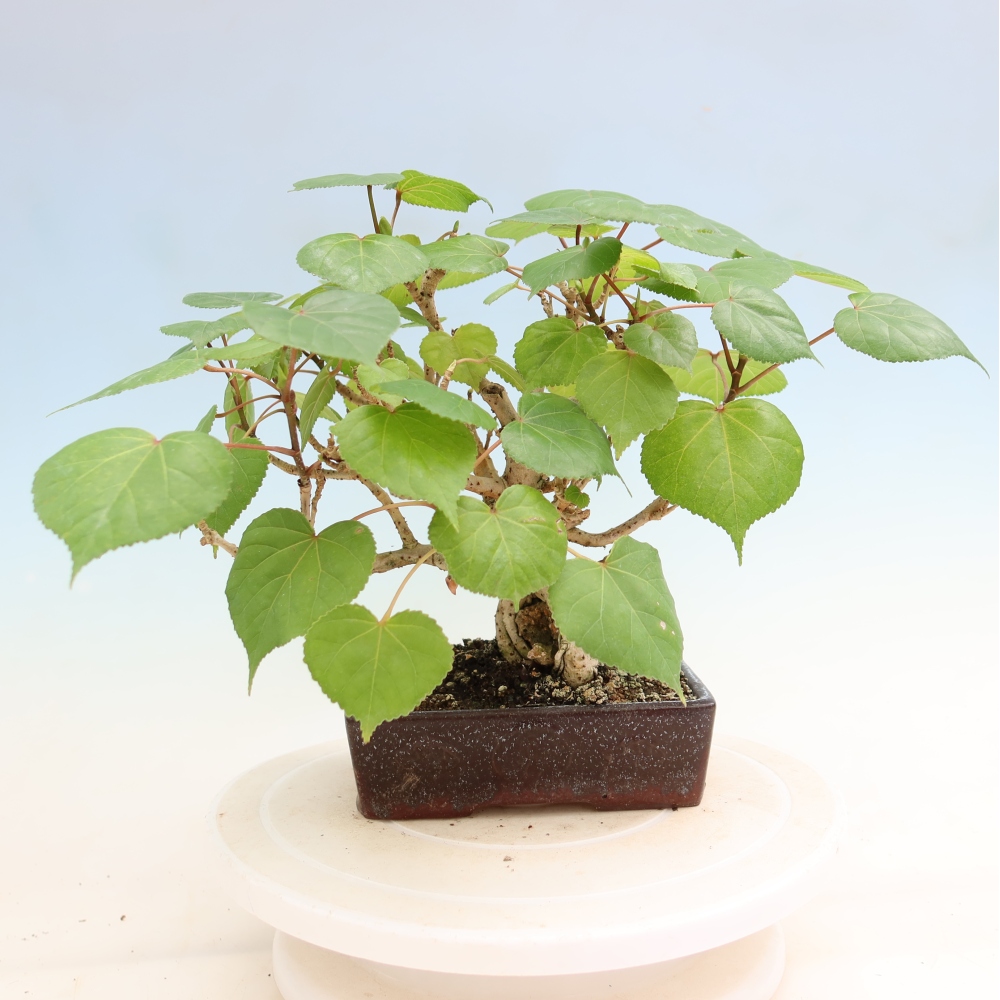 Pokojová bonsai - Hibiscus tiliaceus - Ibišek lípovitý, morský