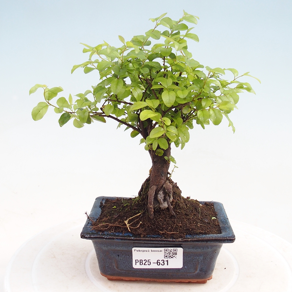 Pokojová bonsai - Sagerécie thea - Sagerécie thea