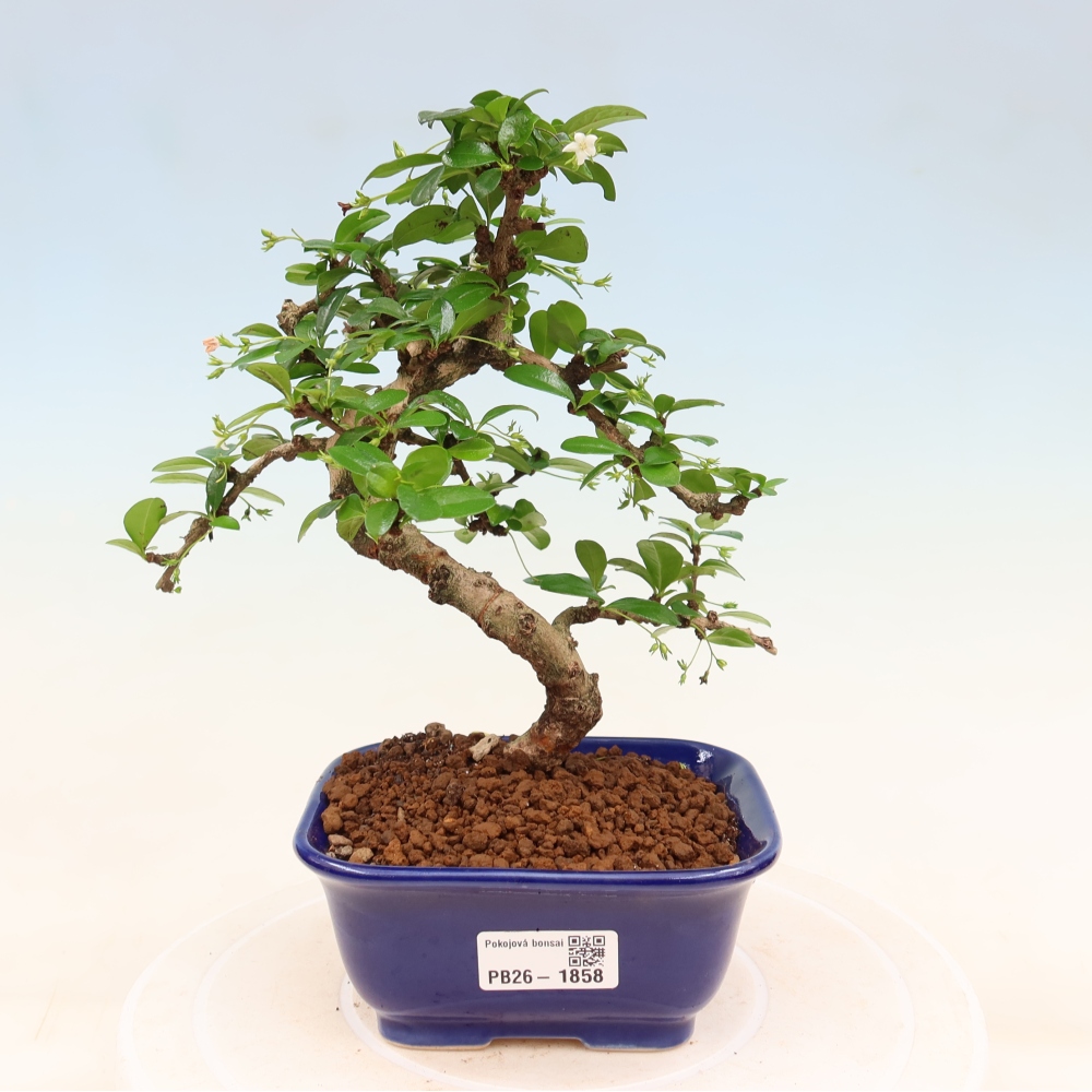 Pokojová bonsai - Carmona macrophylla - Čaj fuki