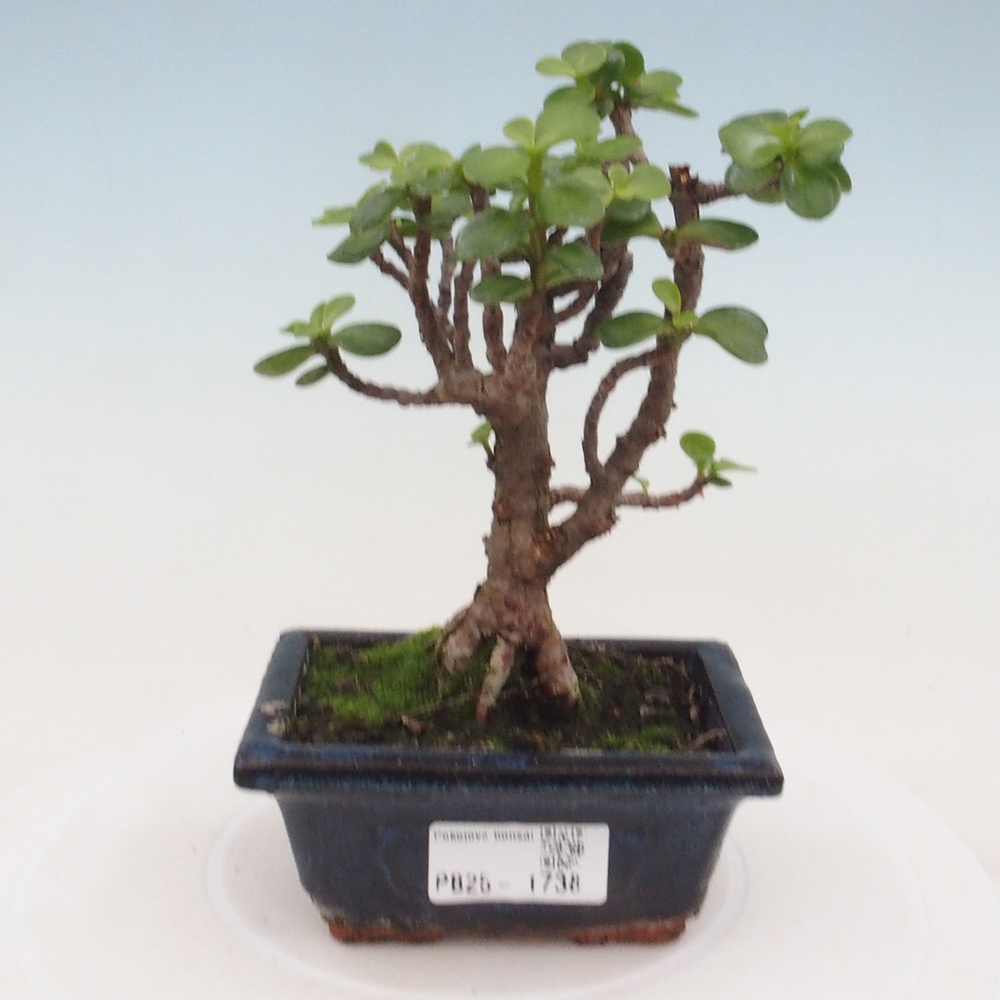 Pokojová bonsai - Portulakaria Afra - Tlustice
