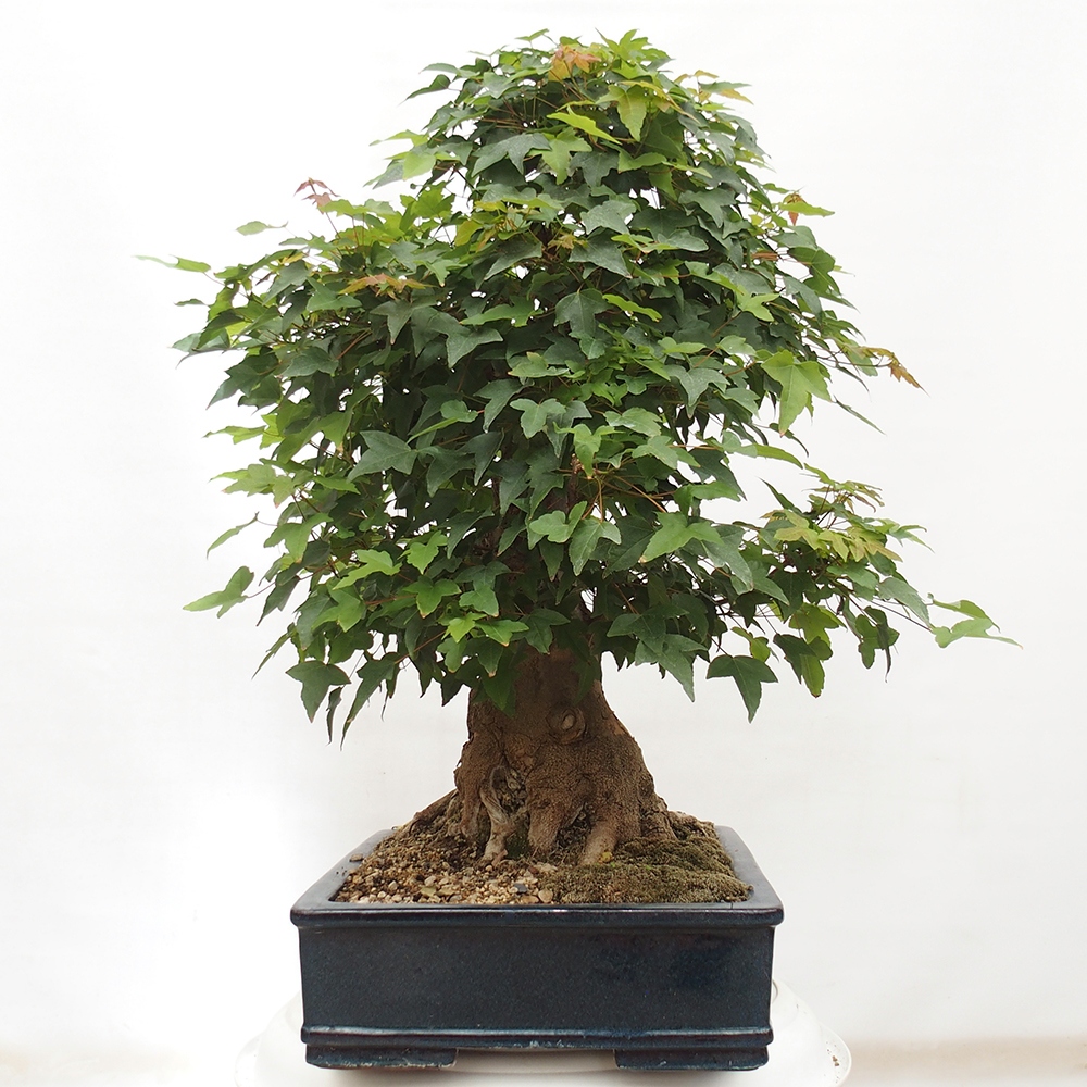 Venkovní bonsai - Acer Buergerianum - Javor Burgerův