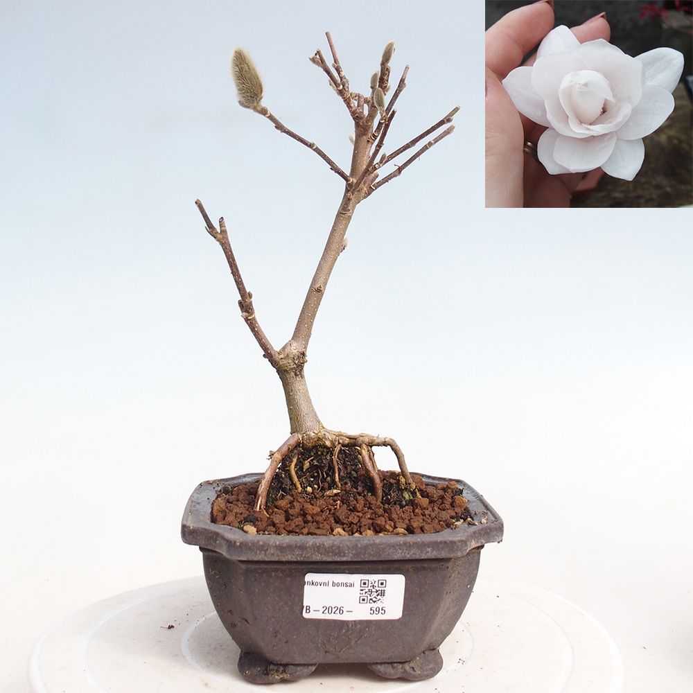 Venkovní bonsai - Magnolia stellata  -  Šácholán hvězdokvětý
