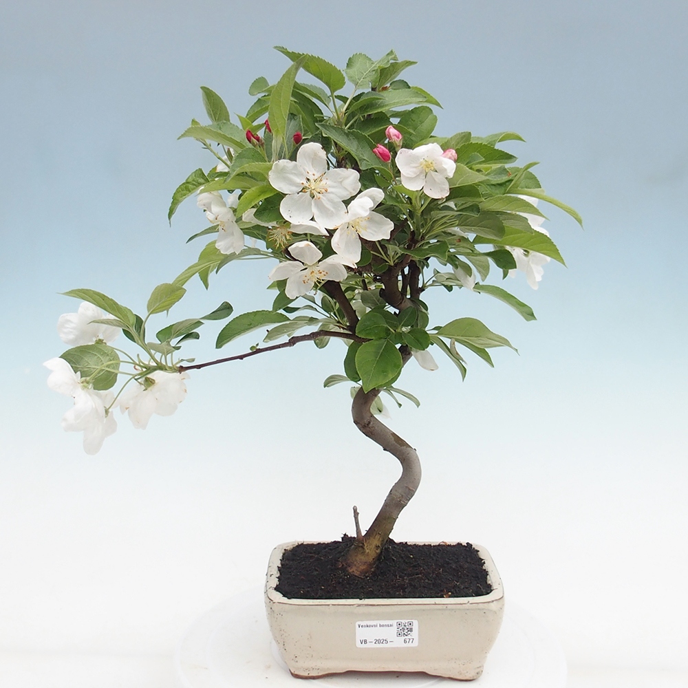 Venkovní bonsai -Malus halliana - Maloplodá jabloň
