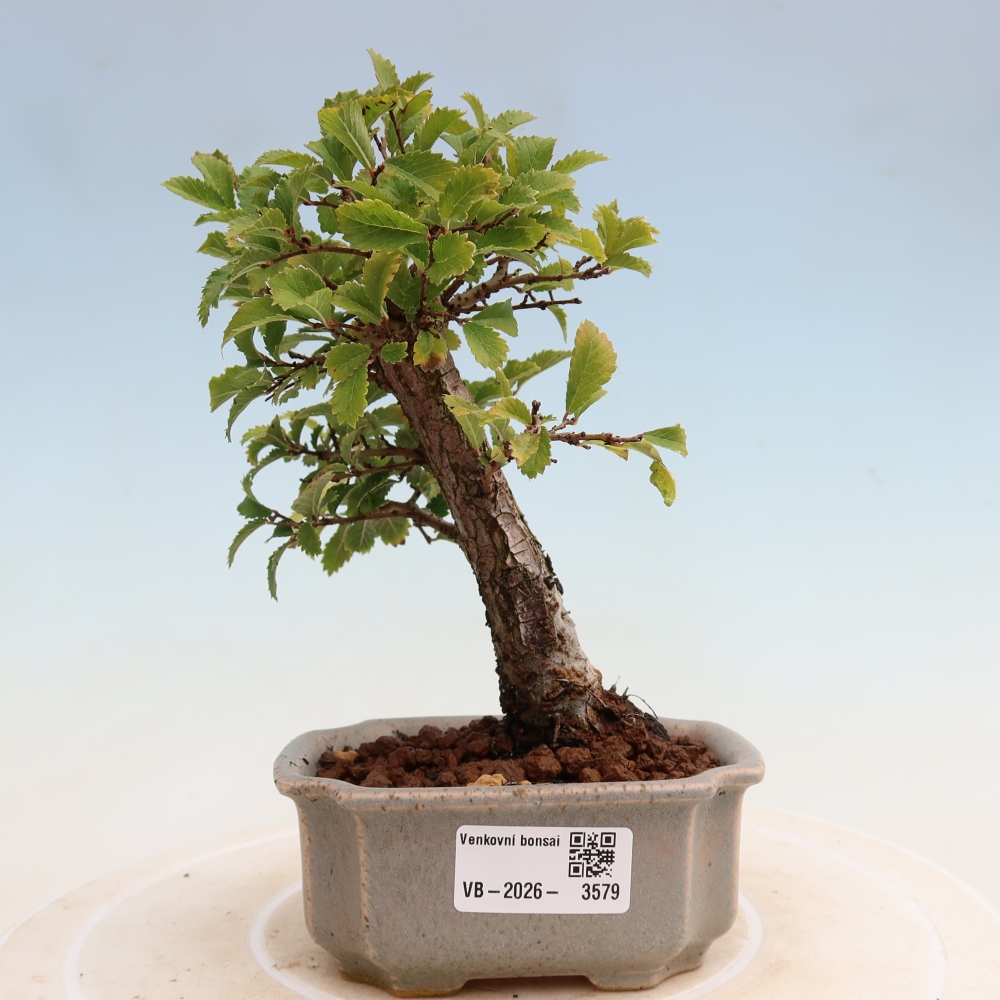 Venkovní bonsai - Zelkova - Zelkova NIRE