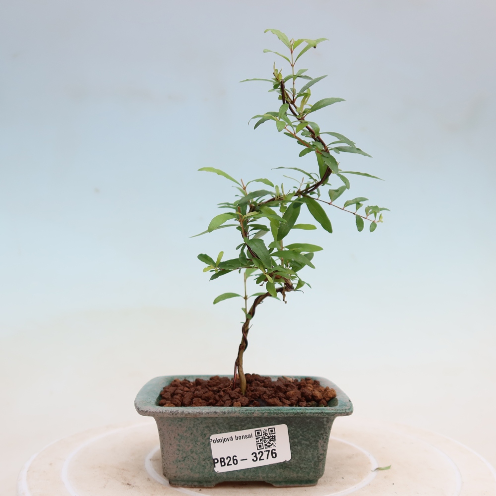 Pokojová bonsai-PUNICA granatum nana-Granátové jablko