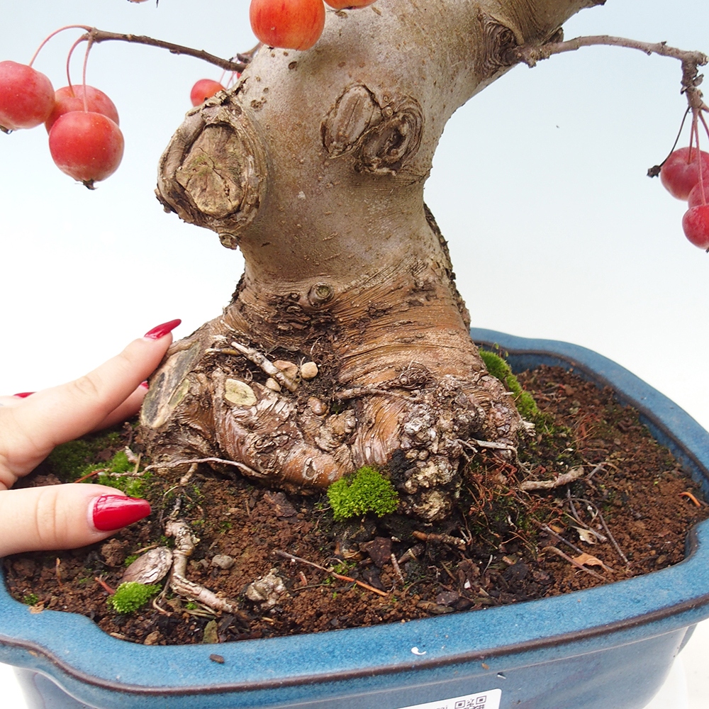 Venkovní bonsai -Malus halliana - Maloplodá jabloň
