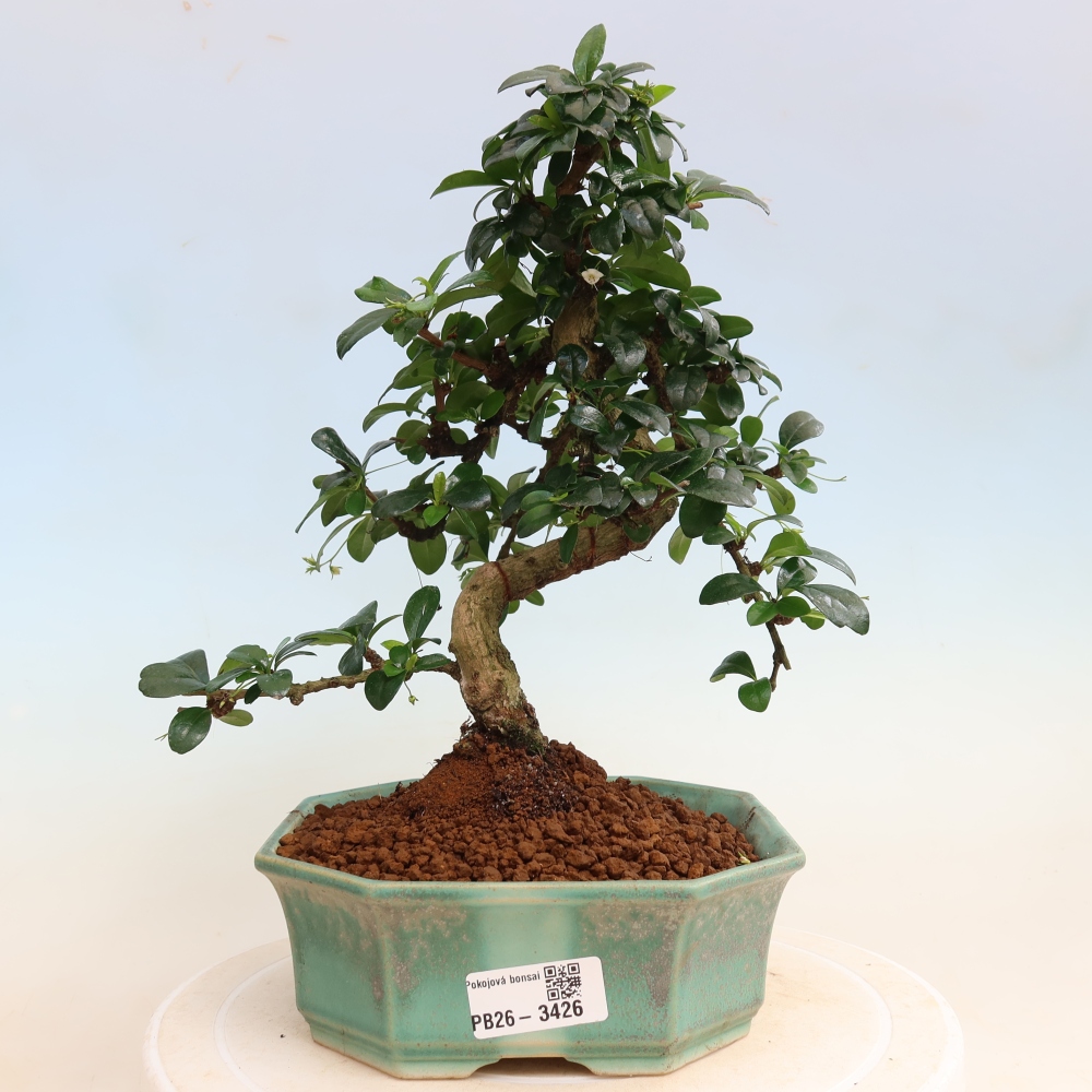 Pokojová bonsai - Carmona macrophylla - Čaj fuki